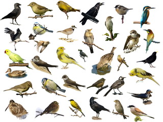 Set of 35 (different) photographs of birds isolated