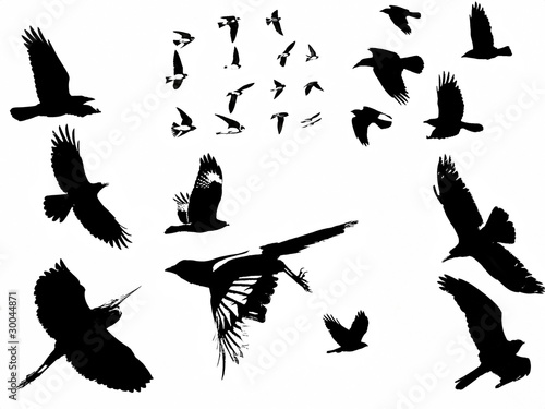 B&W silhouette birds in flight