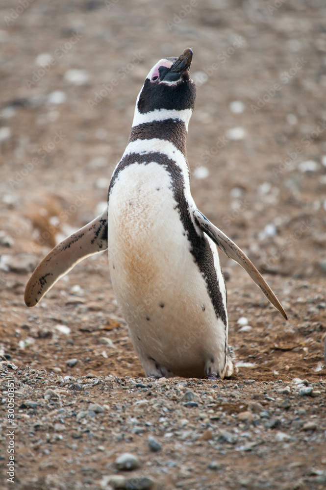 Naklejka premium Magellanic penguin trying to fly