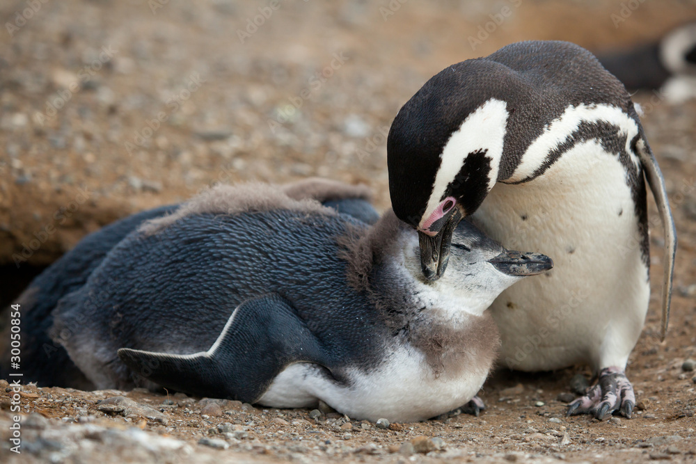 Naklejka premium Mother and baby. Magellanic penguin with its nestling