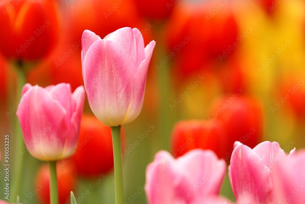 pink tulip flowers