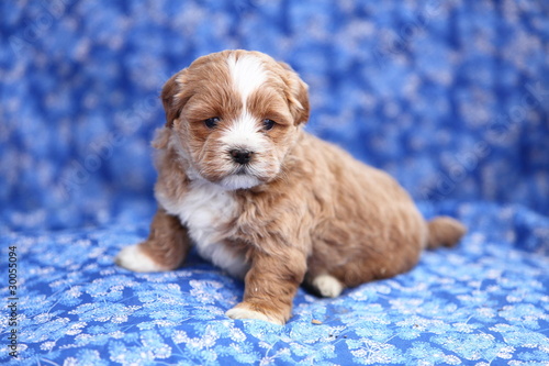 Fototapeta Naklejka Na Ścianę i Meble -  Shipoo Designer Puppy