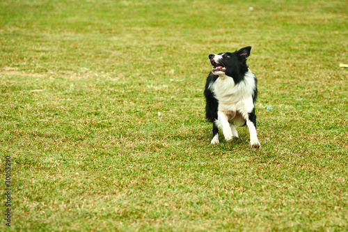 Border collie dog running © raywoo
