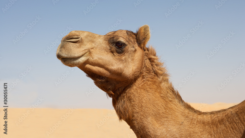 Obraz premium Camel Portrait