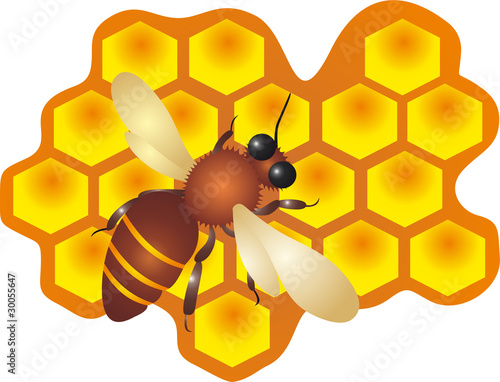 Bee And Honey vector