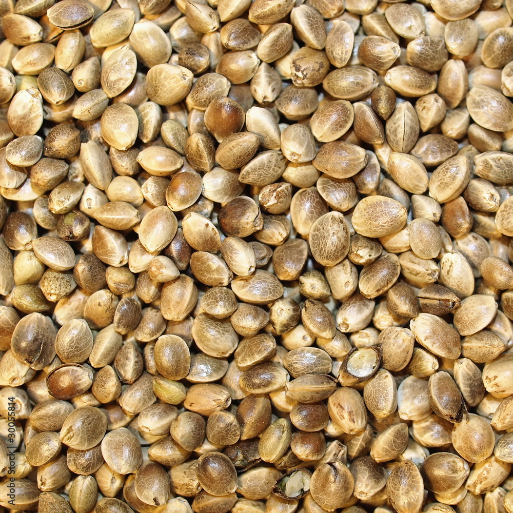 Macro Hemp seed