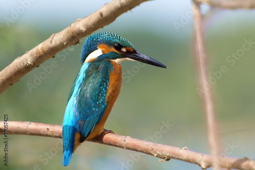 Common Kingfisher alcedo atthis