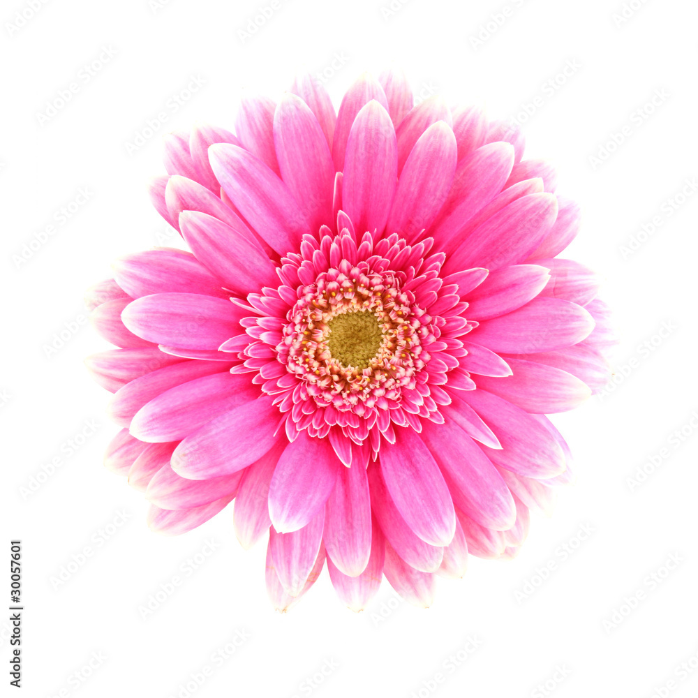 Pink gerbera blossom on white background Pink gerbera blossom on white background