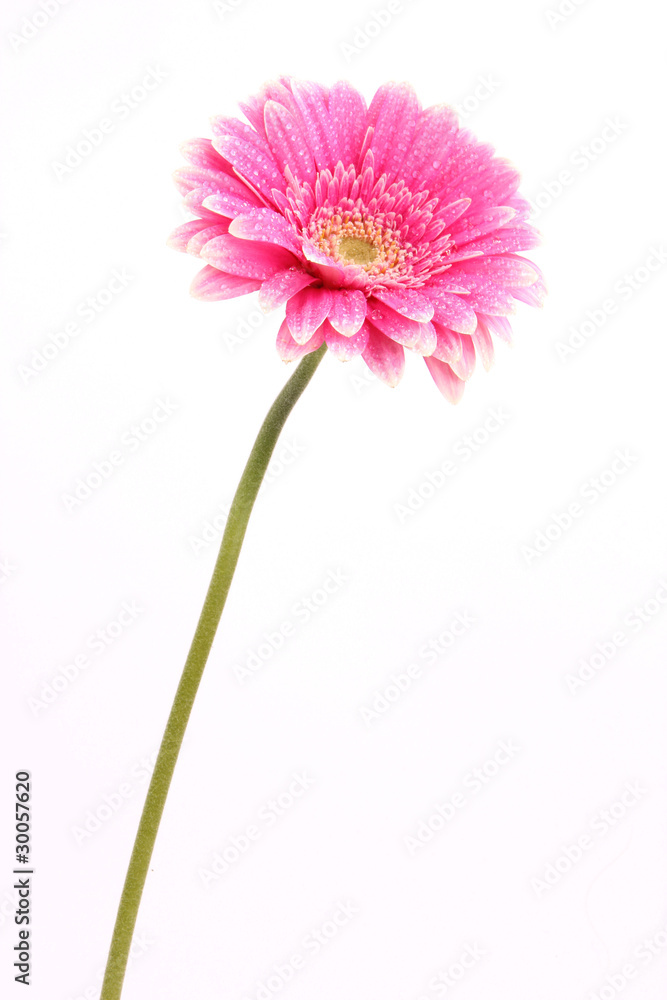Obraz premium pink gerber flower on white background