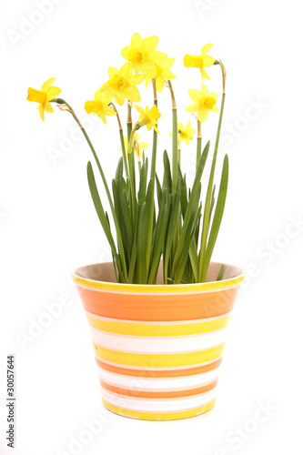 Flower of a narcissus on white background
