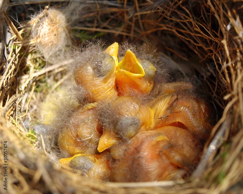 baby birds in nest Spotted Flycatcher, Muscicapa striata,