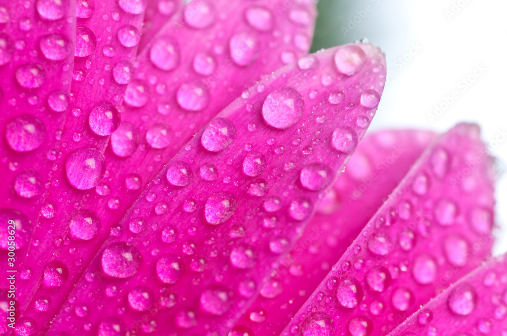 Beautiful flowers gerber