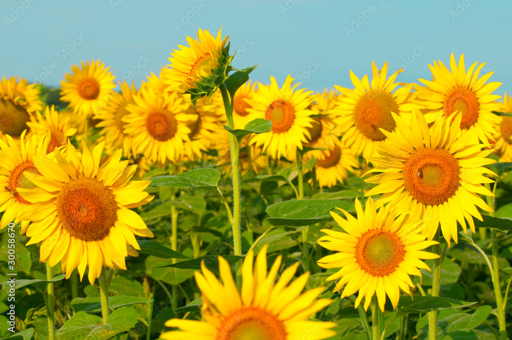 beautiful sunflowers outdoors