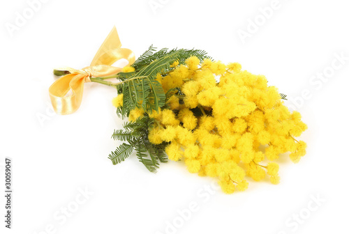 Bild auf Leinwand Mimose