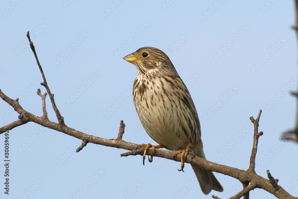 Corn Bunting miliaria calandra