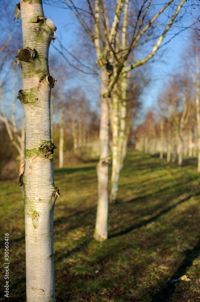 Fototapeta premium Birch forest