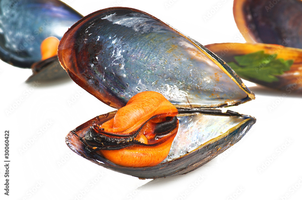 Mussel-Cozze close up on a white background Mussel-Cozze close up on a white background