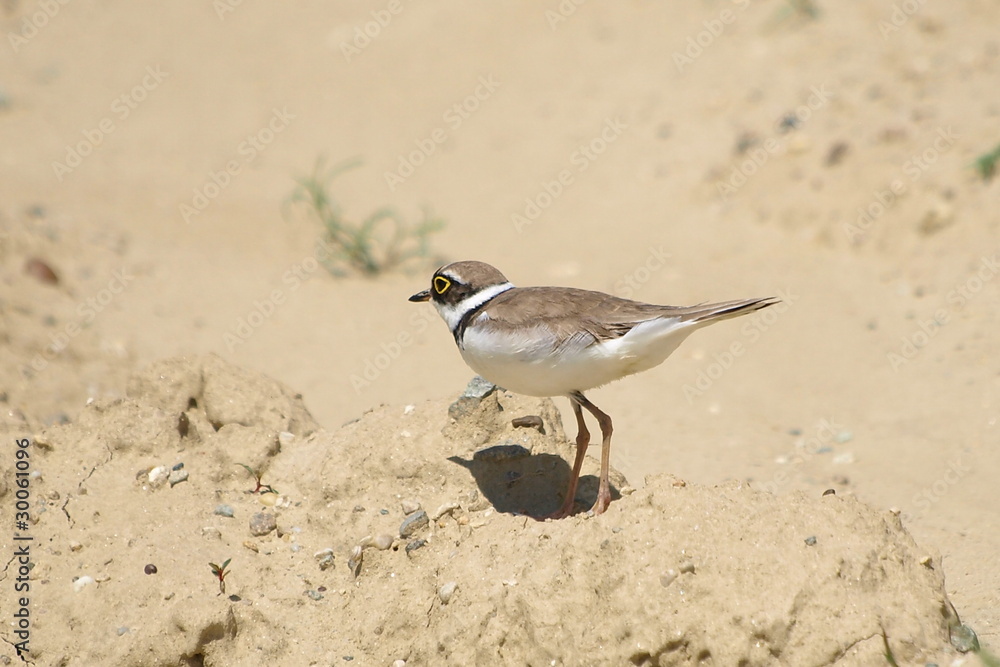Little Ringed Plover, Charadrius dubius Little Ringed Plover, Charadrius dubius