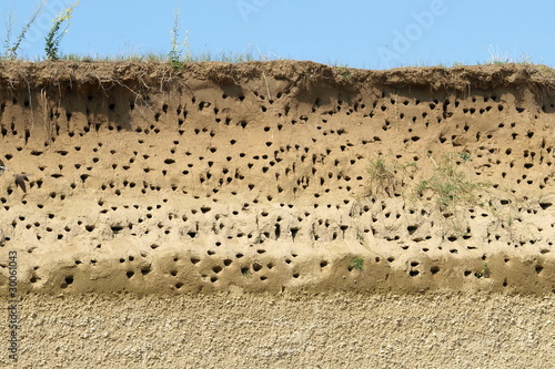 Canvastavla Colony of swallows, Active Sand Martin breeding colony