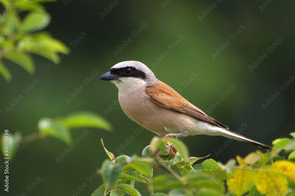 Red-backed Shrike,Lanius collurio Red-backed Shrike,Lanius collurio