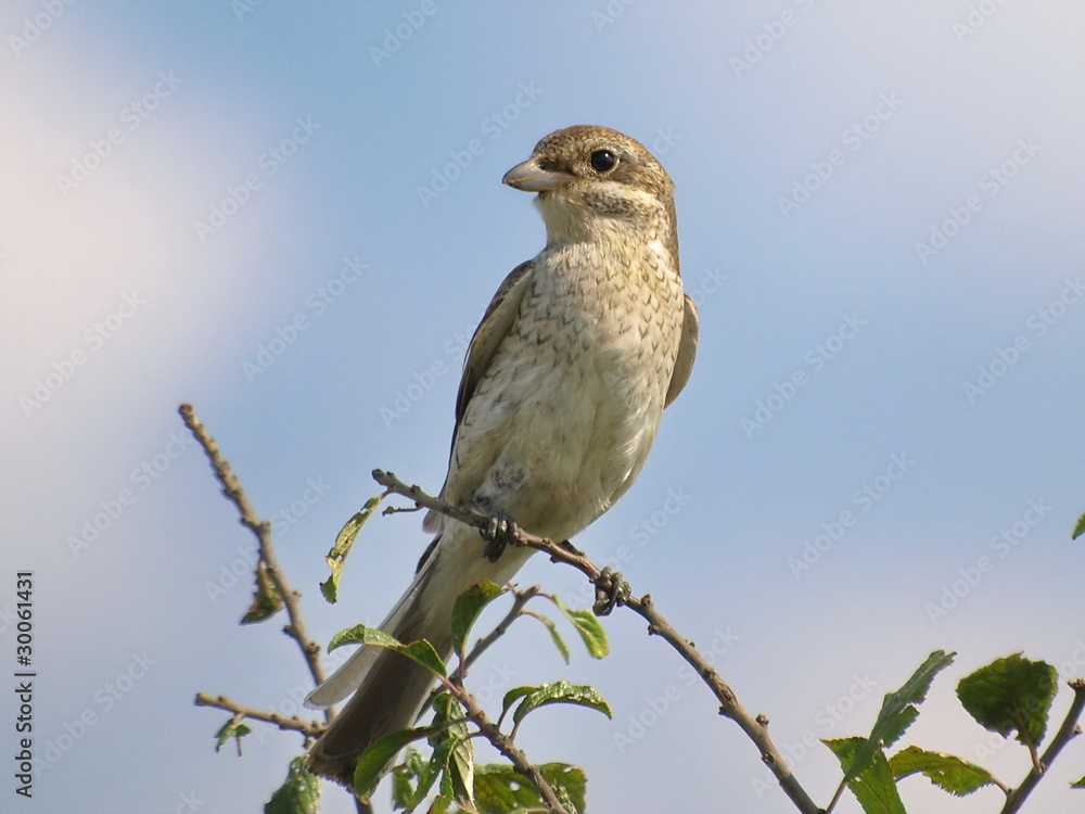 Fototapeta premium Red-backed Shrike lanius colluri