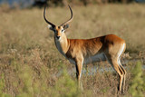 Red lechwe antelope, Botswana