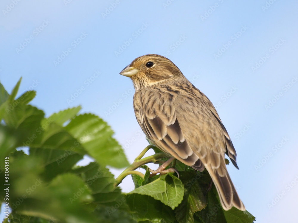 Fototapeta premium Close up Corn Bunting miliaria calandra