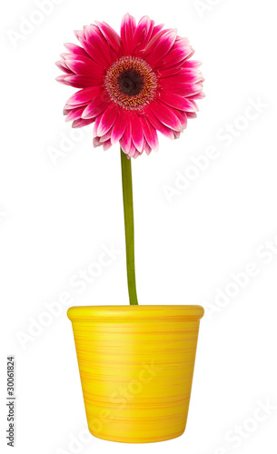 Fototapeta Naklejka Na Ścianę i Meble -  flower nature garden botany daisy bloom pot