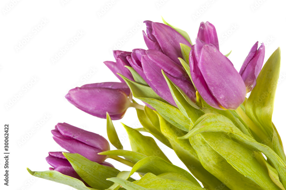 purple daffodil isolated on a white background purple daffodil isolated on a white background