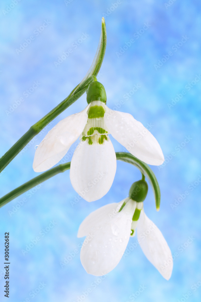 Snowdrops against bright blue background Snowdrops against bright blue background