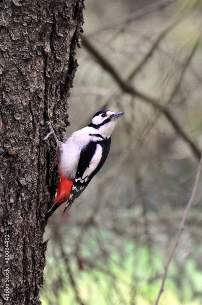 Fototapeta premium Buntspecht
