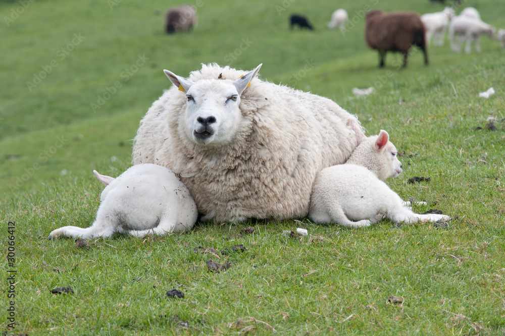 Obraz premium Sheep with lambs