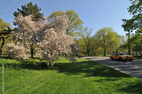 Central Park & Spring.
