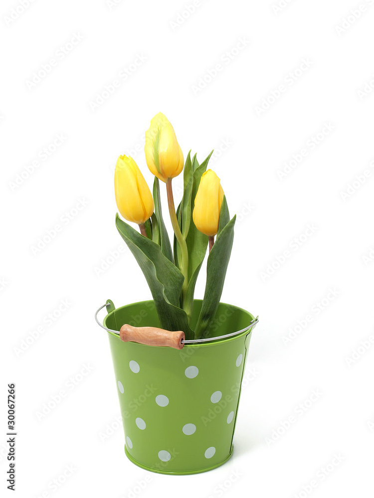 Yellow tulips in the bucket Yellow tulips in the bucket
