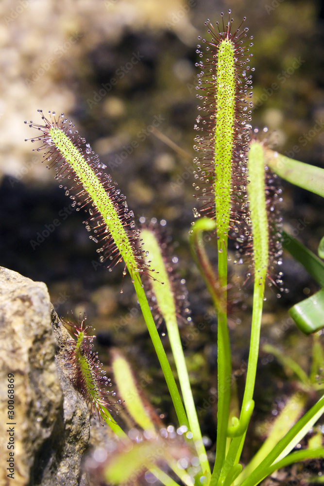 Naklejka premium Cape sundew - Drosera capensis