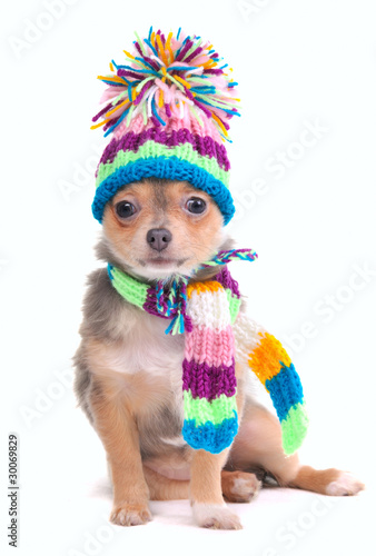 Chihuahua Puppy Dressed With Hat and Scarf For Cold Weather