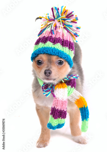 Chihuahua Puppy With Colorful Scarf and Hat Looking At Camera