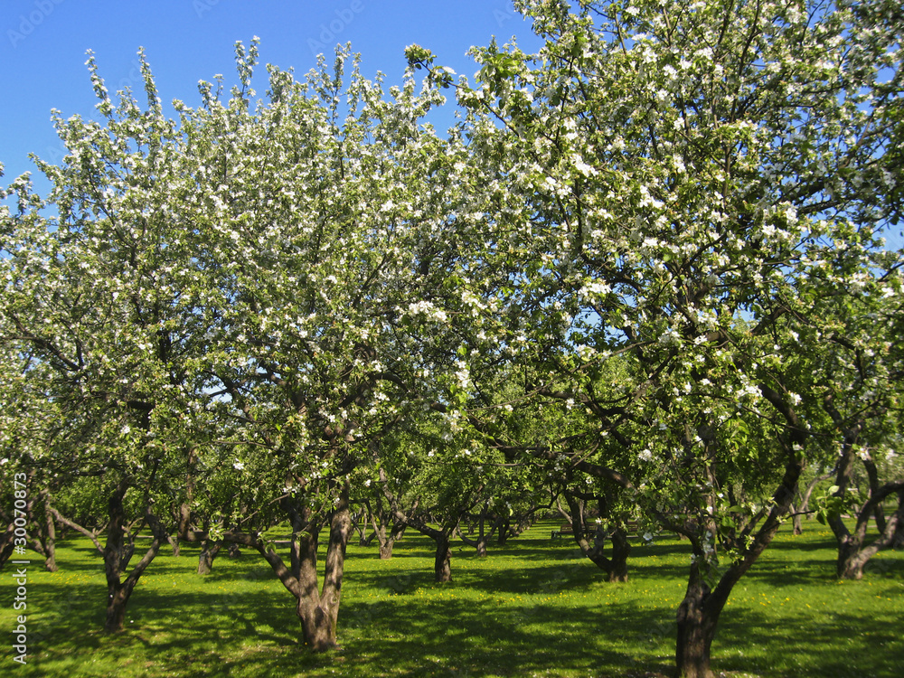 Apple garden in blossom Apple garden in blossom