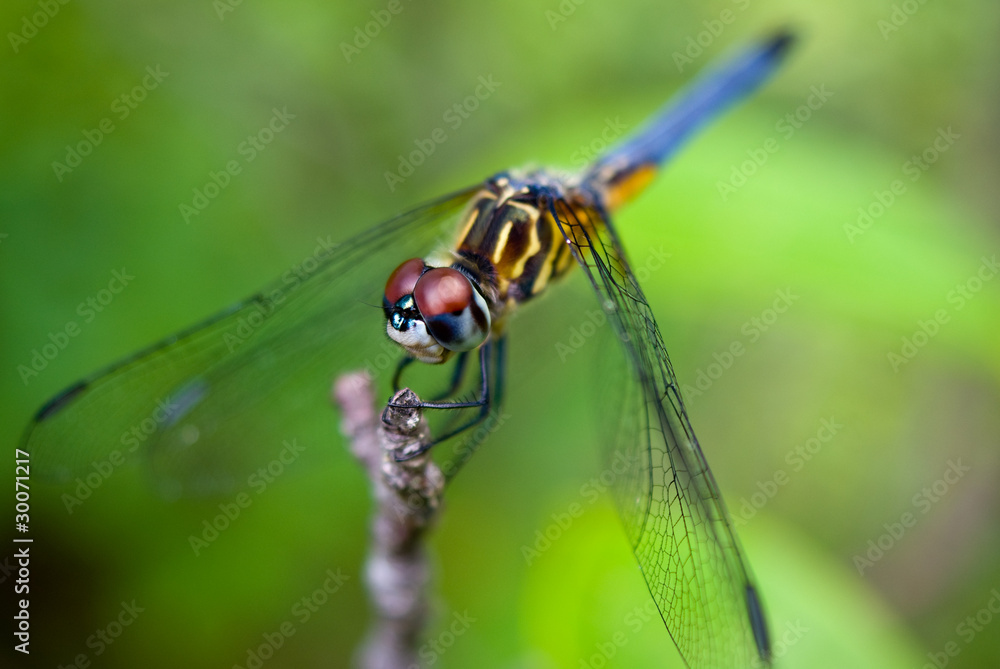 Fototapeta premium Blue Dasher