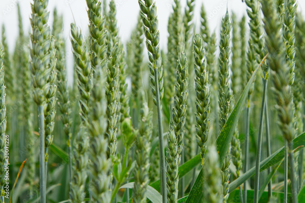 Green wheat heads, close-up