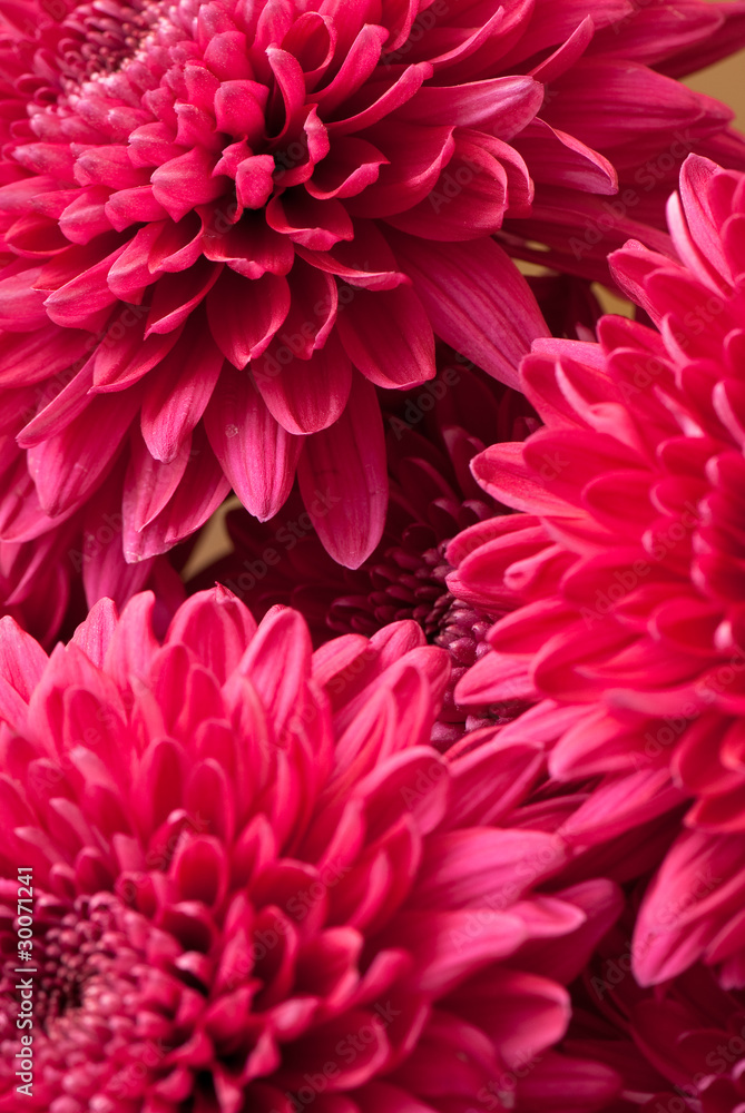 chrysanthemum chrysanthemum