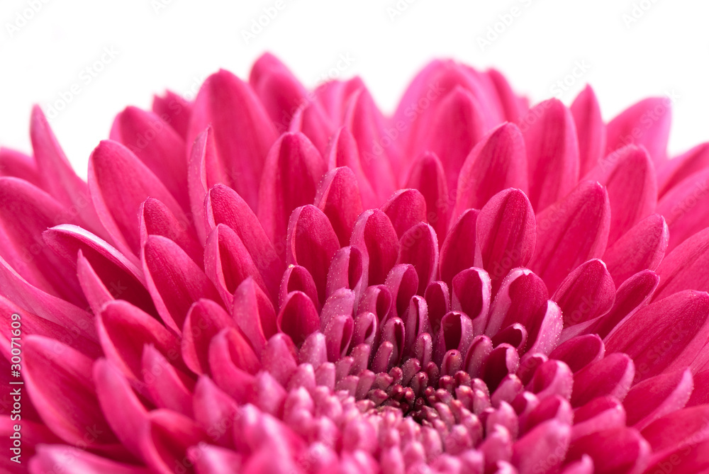 Obraz premium chrysanthemum