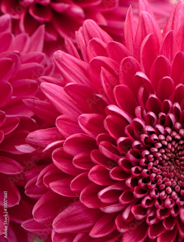 chrysanthemum