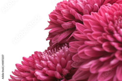Fototapeta Naklejka Na Ścianę i Meble -  chrysanthemum
