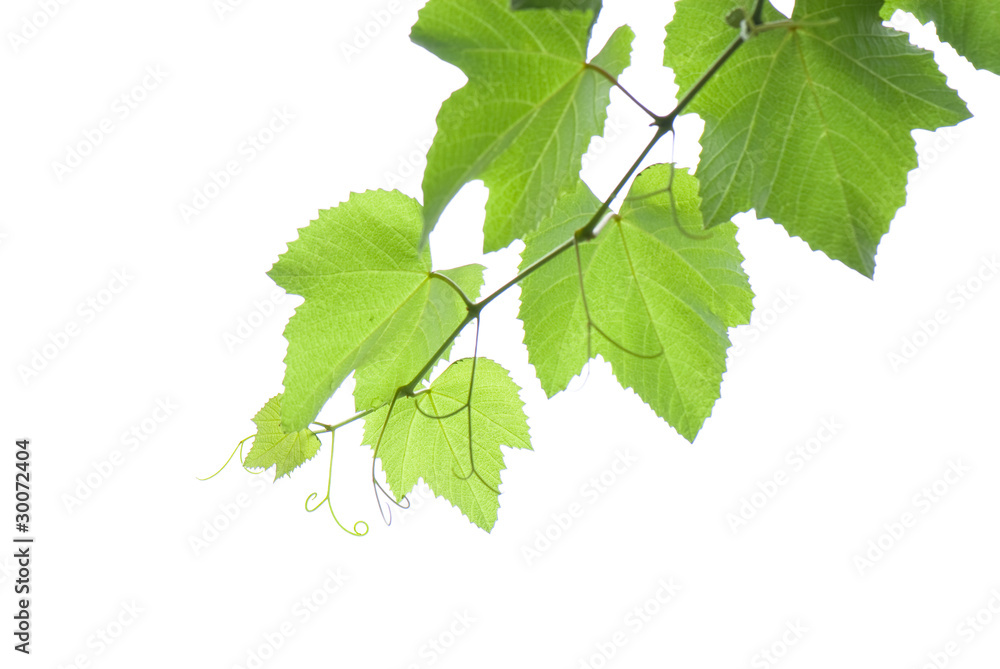 grape-vine grape-vine