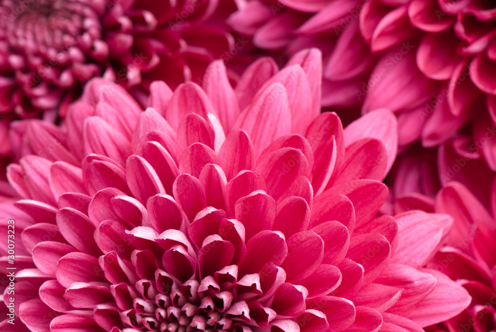 chrysanthemum