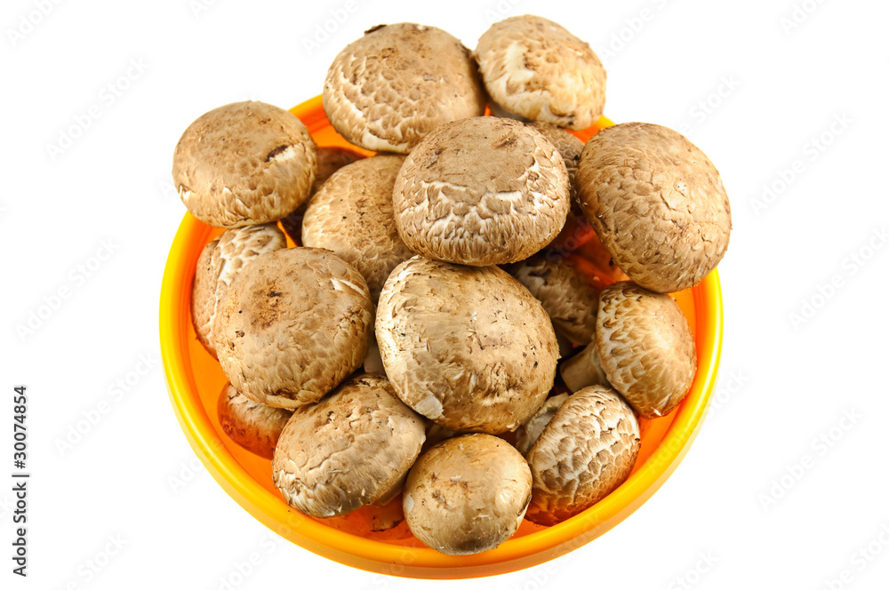 Obraz premium champignons on white background