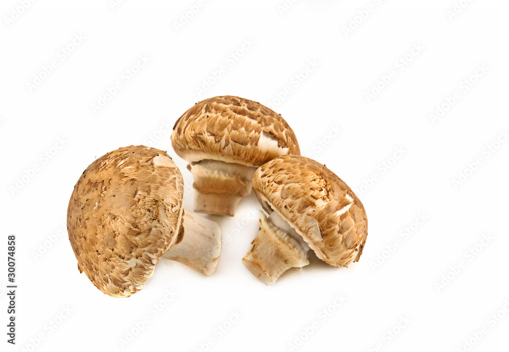 champignons on white background champignons on white background