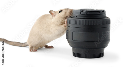 Obraz na plátně Little mouse gnawing a photo lens isolated on white background