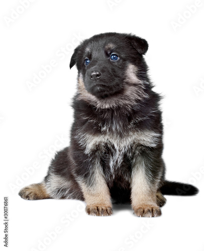 shepherd`s dog black puppy isolated on white background